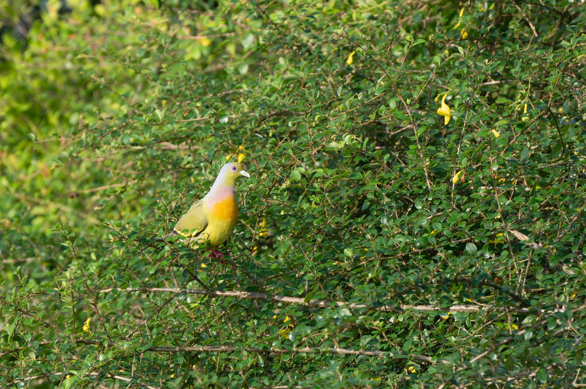 Frühlingsgrüntaube Pink necked green pigon (Treron vernans)